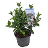 Viburnum tinus C2