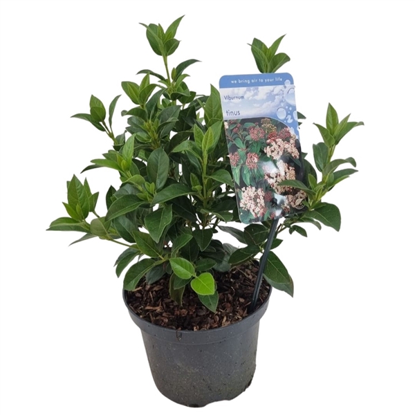 Viburnum tinus C2