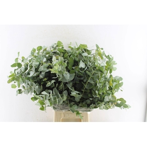 EUC CINEREA PER BOS