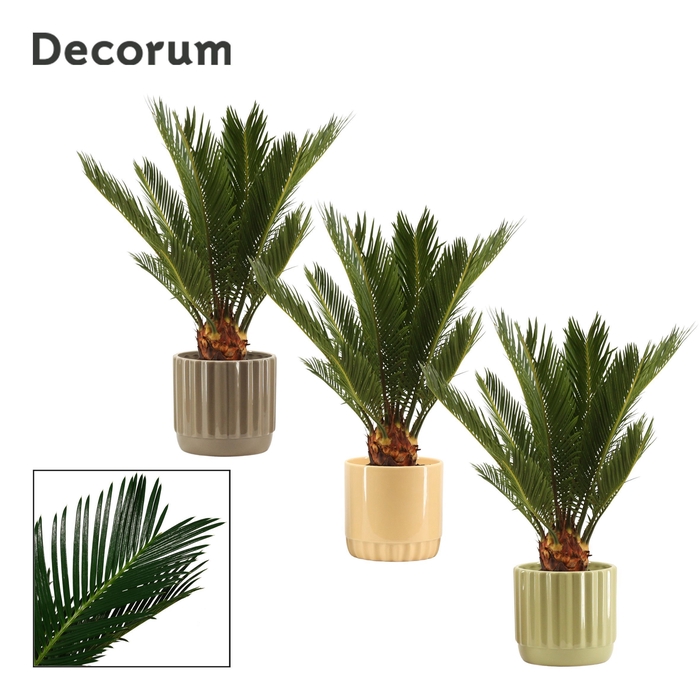 <h4>Cycas revoluta 12 cm, 6+ veren in Liam (Nature world-collection)</h4>