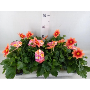 Dahlia  'Summerbees Salmon bico'