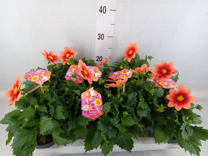 <h4>Dahlia  'Summerbees Salmon bico'</h4>