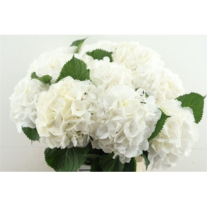 Hydr M White Verena 60-20