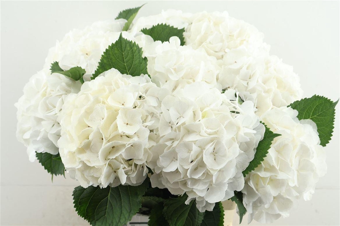 <h4>Hydr M White Verena 60-20</h4>