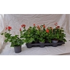 Pel Pelt Balkon Rood