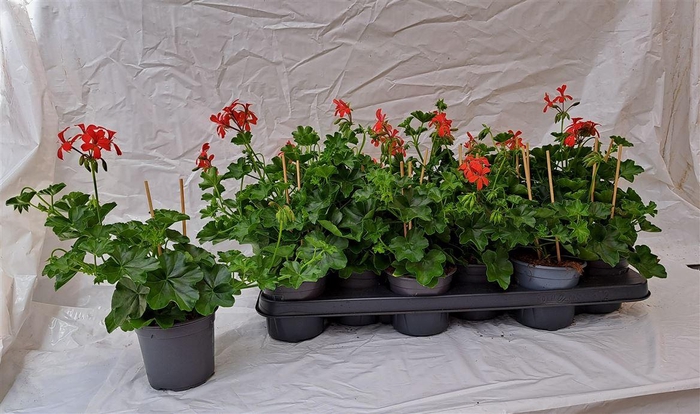 Pel Pelt Balkon Rood