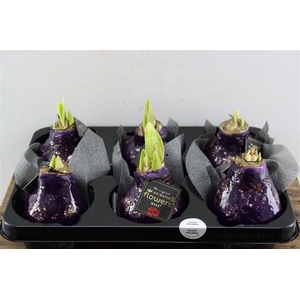 Wax Hipp Galaxy Purple