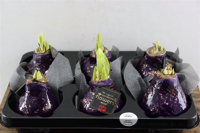 <h4>Wax Hipp Galaxy Purple</h4>