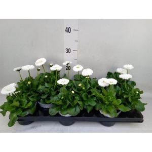 Bellis perennis 'Roggli White'