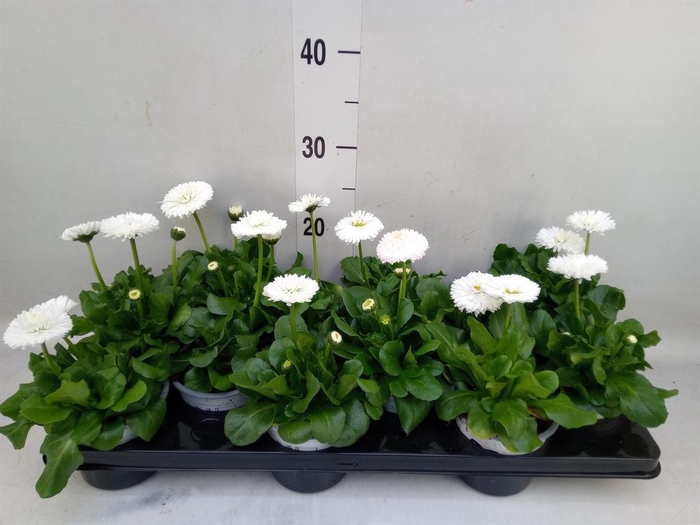 <h4>Bellis perennis 'Roggli White'</h4>