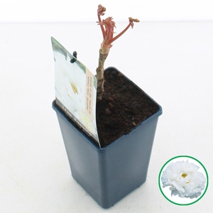Paeonia suffruticosa Wit C1.5 (15cm.)