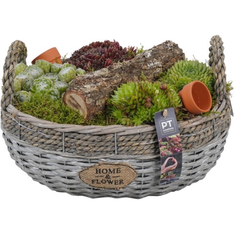 <h4>PTS6646 Arrangementen Sempervivum</h4>