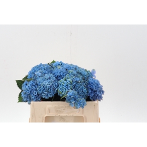 Hydrang Mag Revolution blue