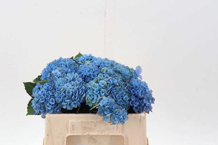 <h4>Hydrang Mag Revolution blue</h4>