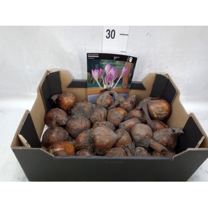 Flowerbulbs, corns or tubers   ...
