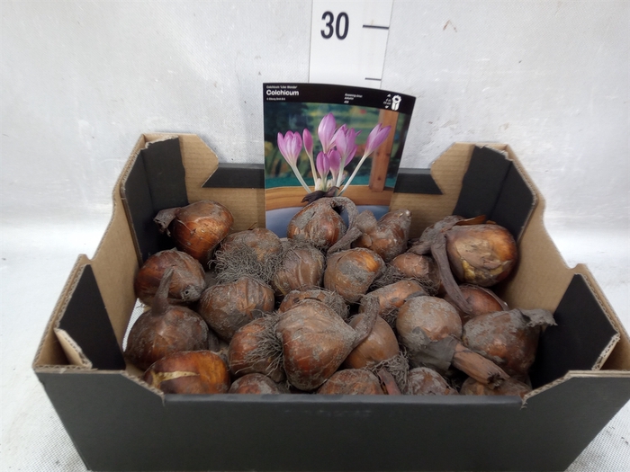 <h4>Flowerbulbs, corns or tubers   ...</h4>