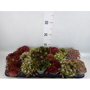 Sempervivum   ...mix