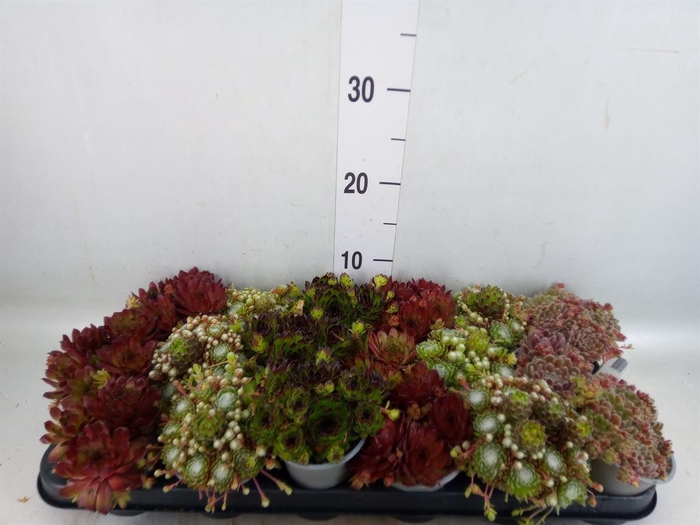 <h4>Sempervivum   ...mix</h4>