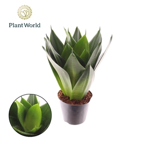 Sansevieria Black Dragon