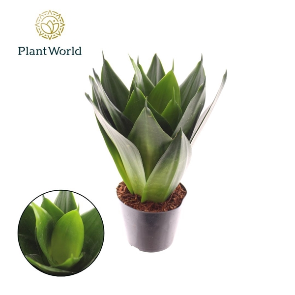 <h4>Sansevieria Black Dragon</h4>