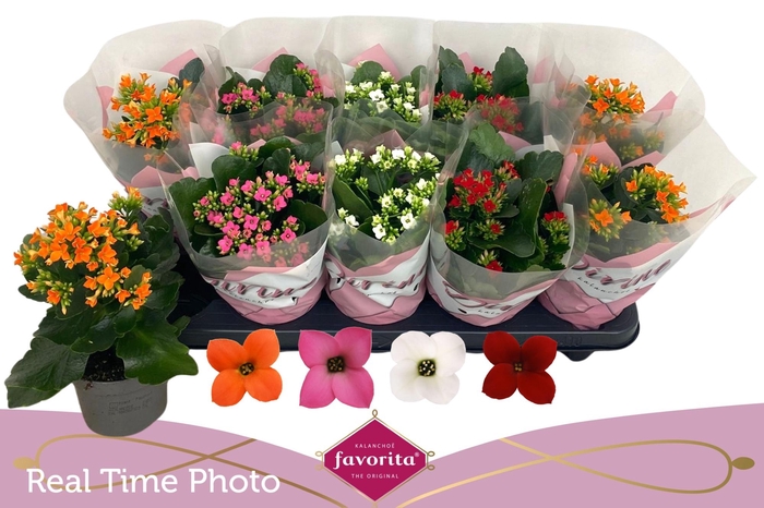 <h4>KAL EN GEM 4 KL</h4>