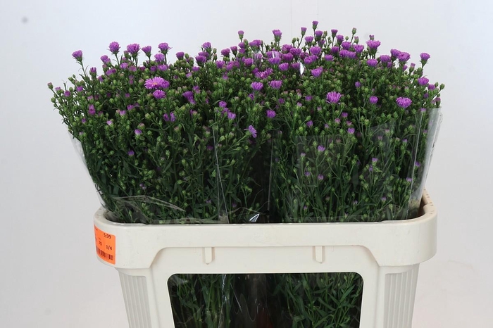 <h4>Aster Casarosa</h4>