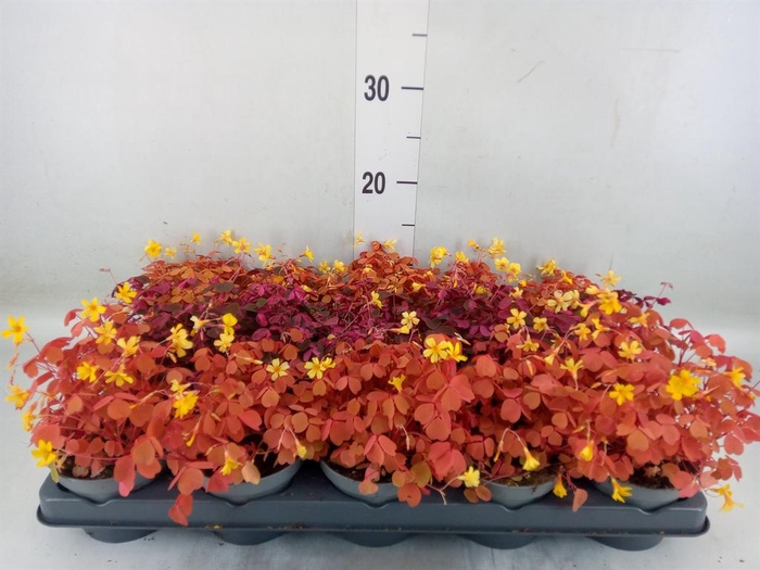 <h4>Oxalis   ...mix</h4>