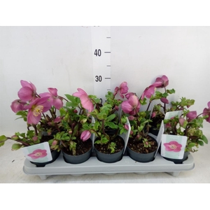 Helleborus  'Verboom Sifra'