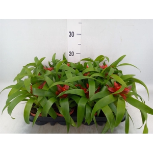 Guzmania  'Tempo'