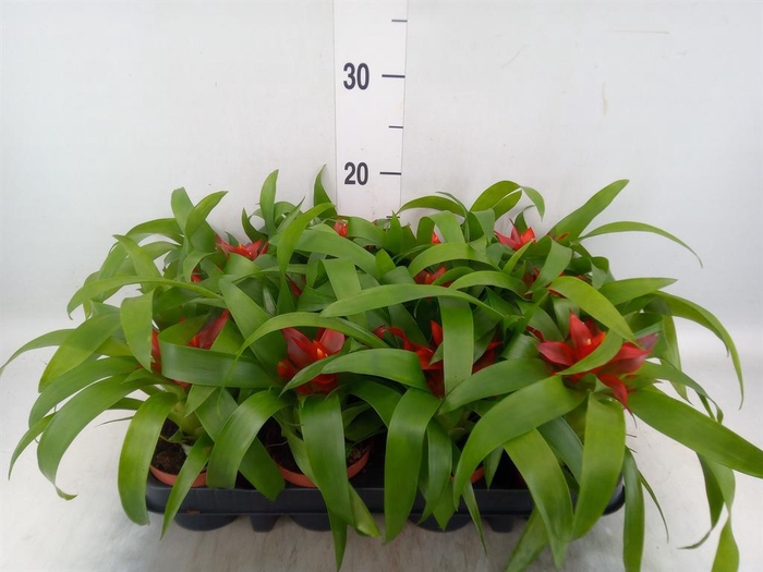 <h4>Guzmania 'Tempo'</h4>