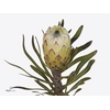 Protea White Night