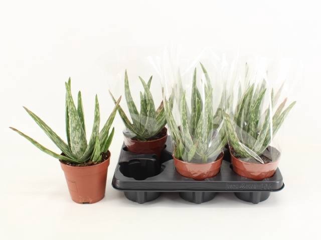 <h4>ALOE VERA</h4>