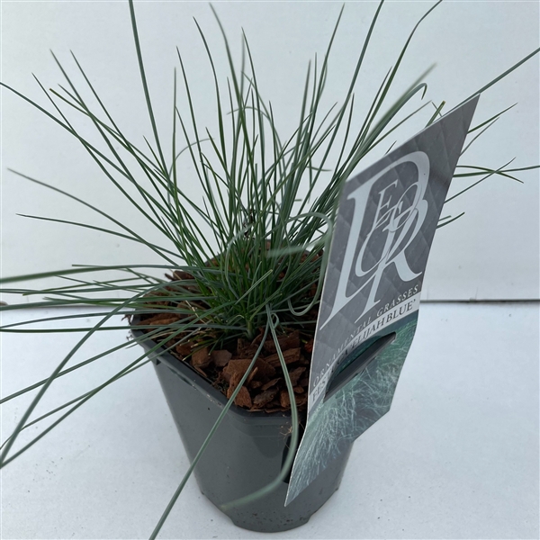 <h4>Festuca 'Elijah Blue'</h4>