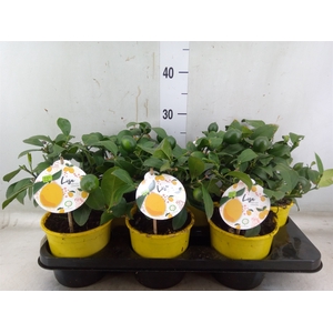 Citrus meyeri 'Meyer'