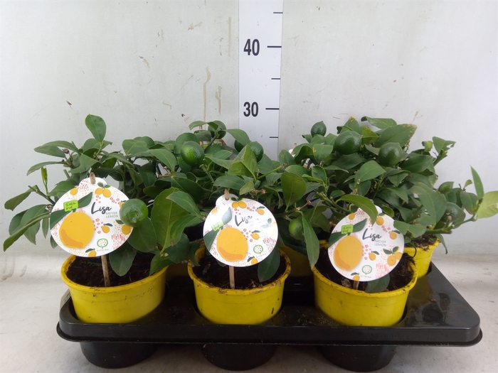 <h4>Citrus meyeri 'Meyer'</h4>