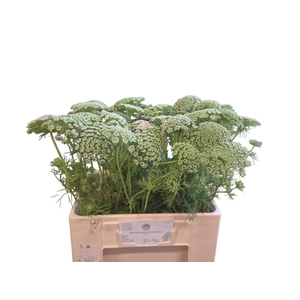 AMMI VISNAGA