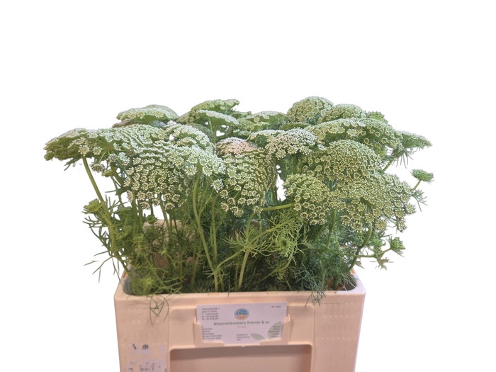 <h4>AMMI VISNAGA</h4>