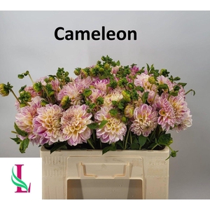 Dahl Cameleon