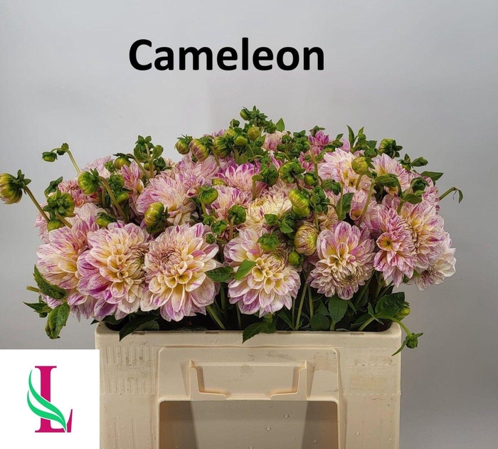 <h4>Dahl Cameleon</h4>