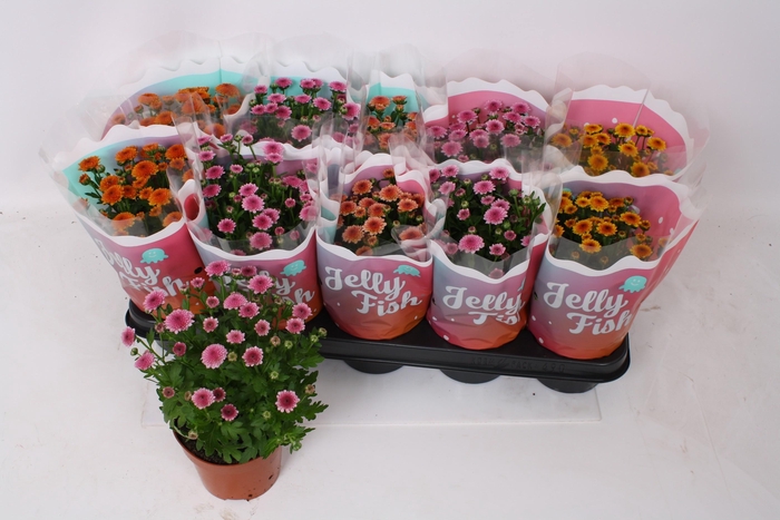 <h4>CHRYS JELLYFI GEM</h4>