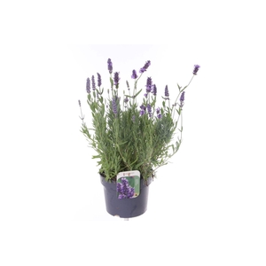 Lavandula ang. Essence Purple
