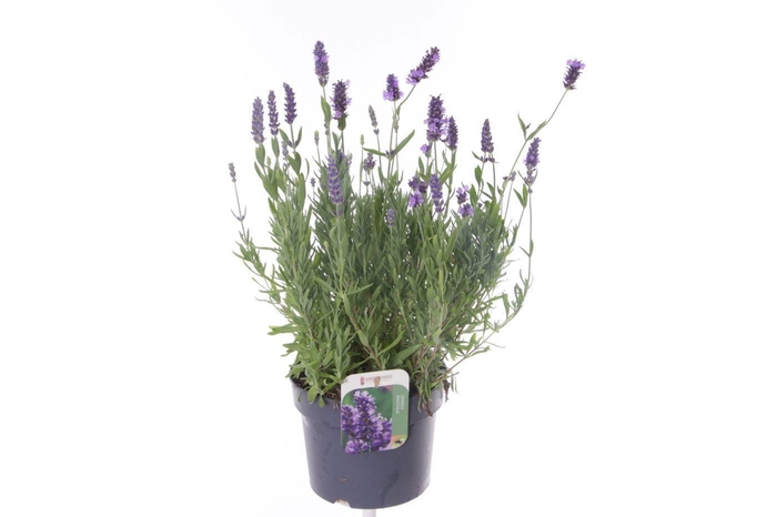 <h4>Lavandula ang. Essence Purple</h4>