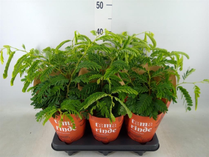 <h4>Tamarindus indica</h4>