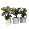 Calathea gemengd