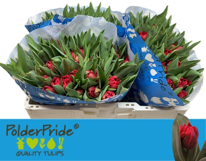 <h4>TU DU MONDIANO</h4>