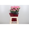 Di St Spritz Blanco Rosa