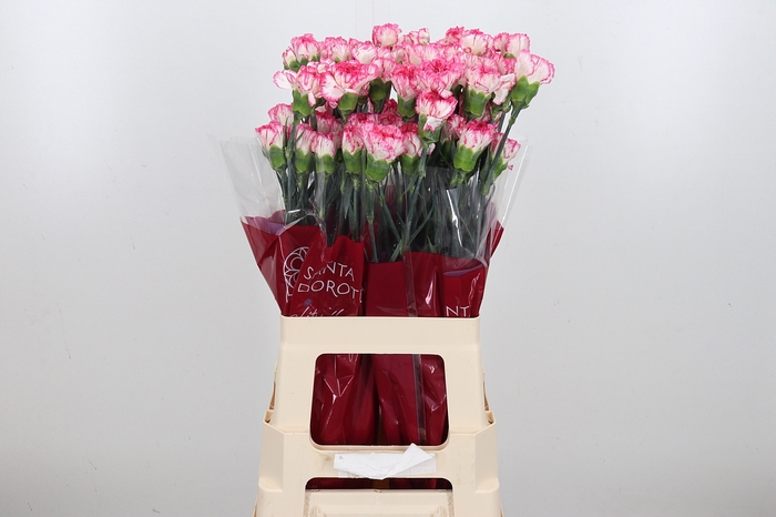 Di St Spritz Blanco Rosa