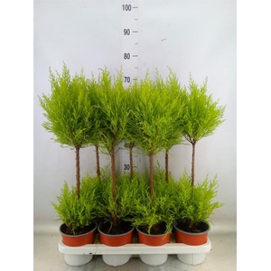 Cupressus macro. 'Goldcrest Wilma'