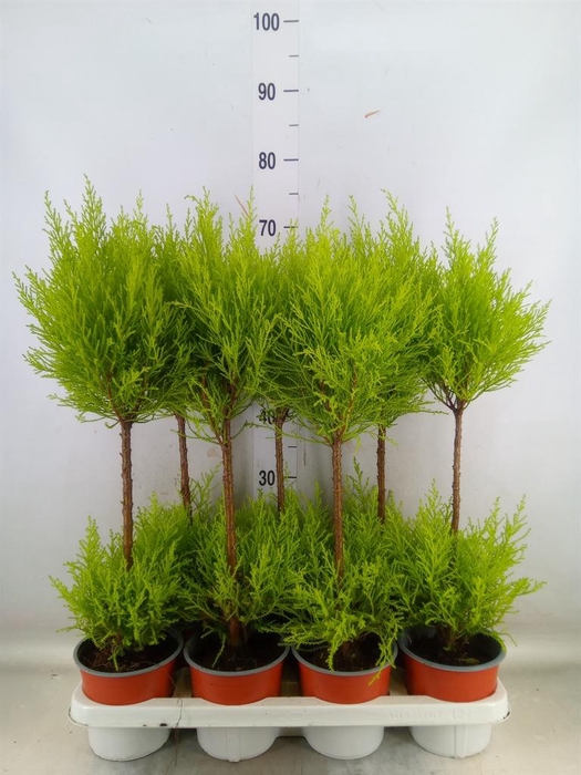 <h4>Cupressus macro. 'Goldcrest Wilma'</h4>
