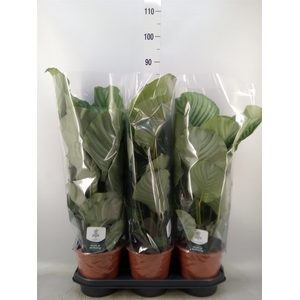 Calathea orbifolia